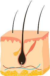 Anagen (Growth)