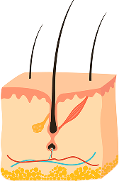 Telogen (Resting)